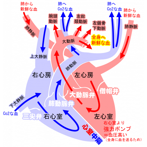 心臓の図説