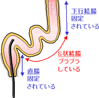 大腸の構造